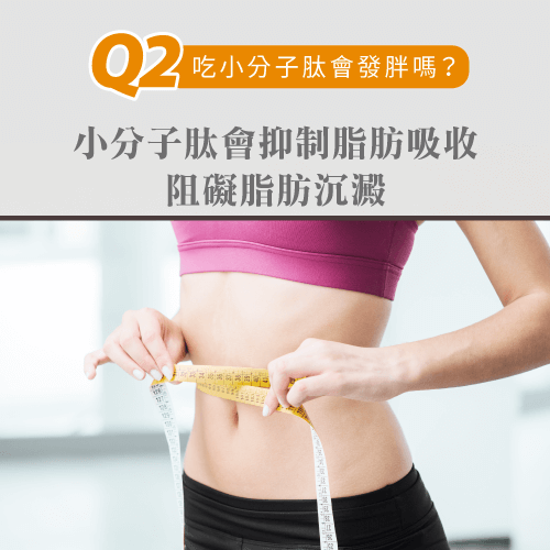 阻礙脂肪吸收-吃小分子肽會變胖嗎?