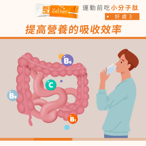 提高食物中營養分解和吸收-運動前吃小分子肽好處