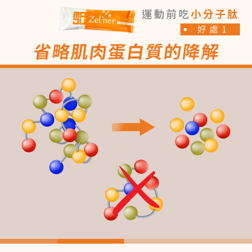 減少肌肉中蛋白質的分解-運動前吃小分子肽好處