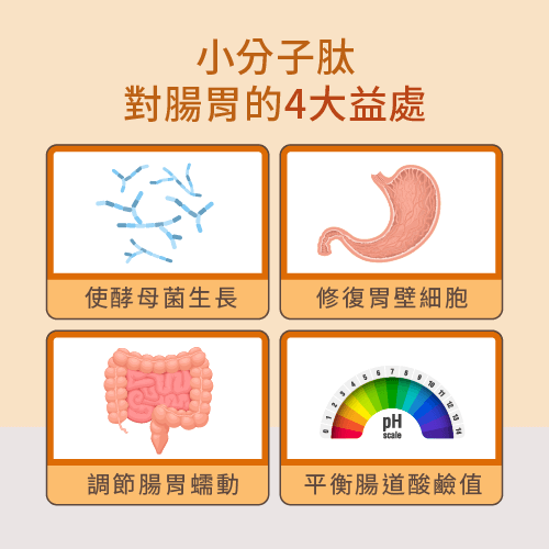 小分子肽對腸胃的4個好處-小分子肽對腸胃有幫助嗎