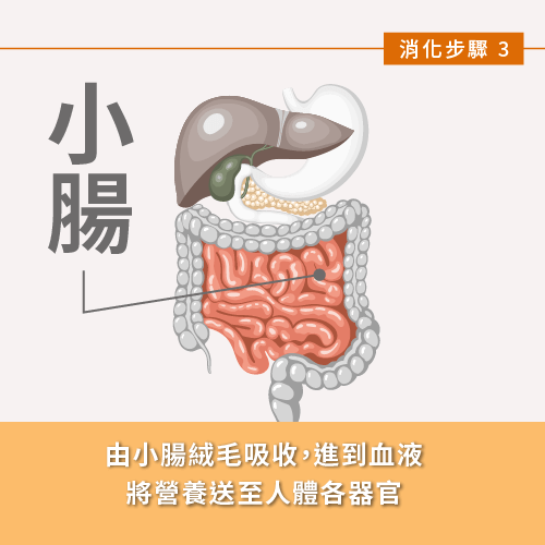 腸道絨毛與細胞可吸收小分子肽-小分子肽改善腸胃