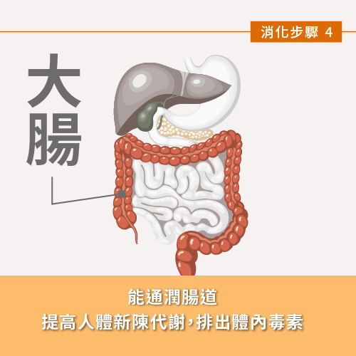 提高人體新陳代謝並幫助排毒-小分子肽對胃有幫助嗎