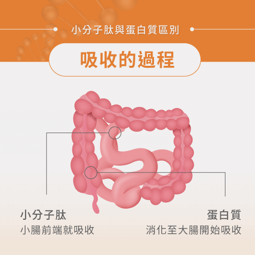 小分子肽與蛋白質吸收不一樣-小分子肽與蛋白質的差異